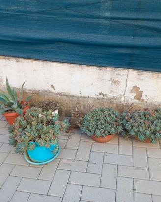 Piante grasse perenni