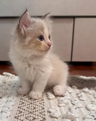 Cucciola Ragdoll Udine