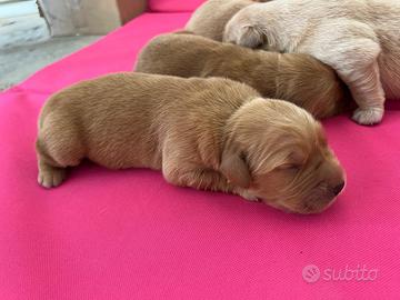 Cuccioli di Golden Retriever americani