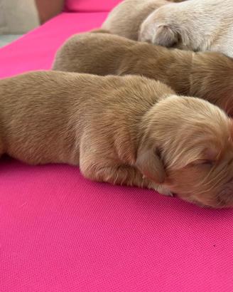 Cuccioli di Golden Retriever americani