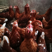 Polli e galline