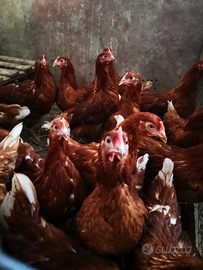 Polli e galline