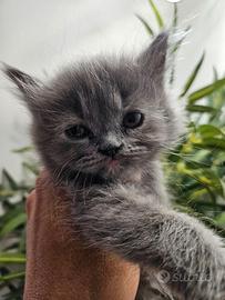 Gatta persiana