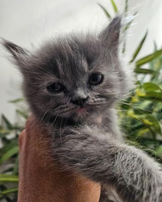 Gatta persiana