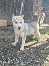 Cuccioli di Siberian Husky