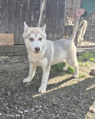 Cuccioli di Siberian Husky
