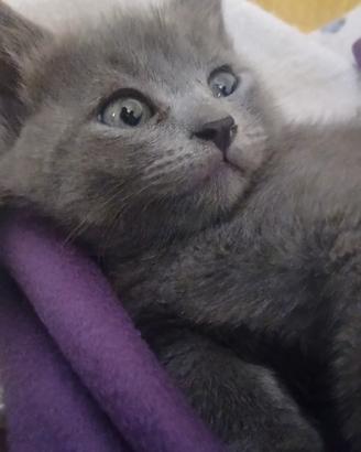 GATTINA Pelo semilungo