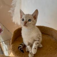 Bengala Snow con Pedegree pronta per la nuova casa