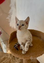 Bengala Snow con Pedegree pronta per la nuova casa