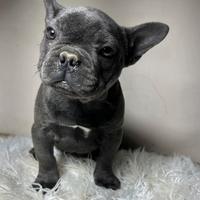 Bulldog francese merle tan