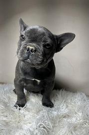 Bulldog francese merle tan