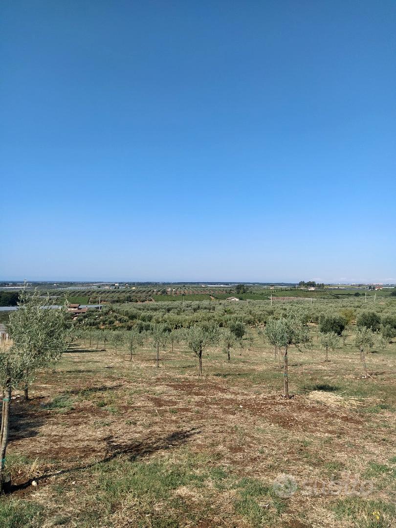 Terreno uliveto - Vista 5