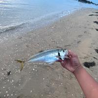 pesce fresco pescato