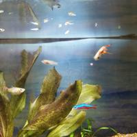 Avannotti Guppy pesciolini