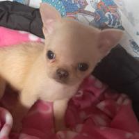 Chihuahua