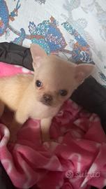 Chihuahua