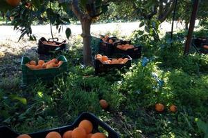 Agrumeto con impianto irrigazione