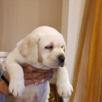 Prestigiosa cucciolata di labrador retriever miele