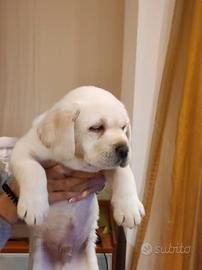 Prestigiosa cucciolata di labrador retriever miele