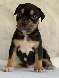Pitbull