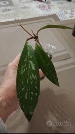 Hoya pubicalix silver splash 