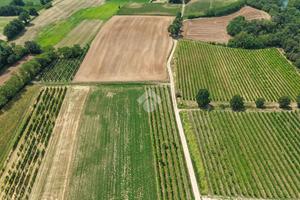 TER. AGRICOLO A CALVAGESE DELLA RIVIERA
