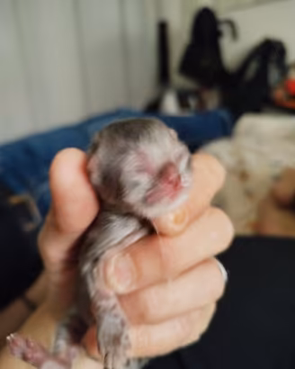 Gattini persiani