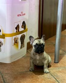 Cuccioli di Bulldog francese