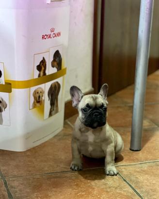 Cuccioli di Bulldog francese
