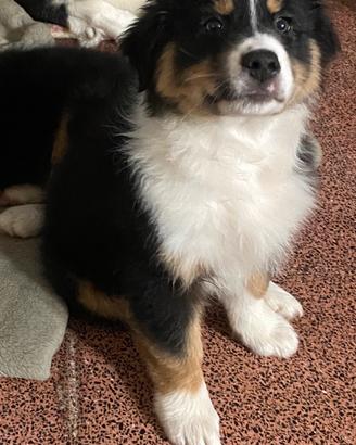 Australian shepherd
