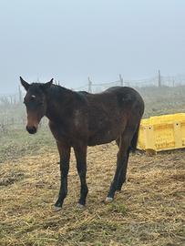 Puledra da salto Sella Italiana