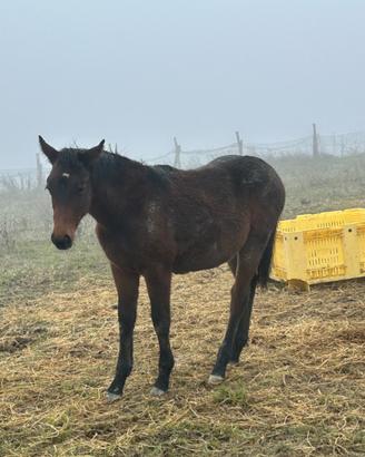 Puledra da salto Sella Italiana