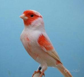 Canarini rosso mosaico, rossi,gialli,spagnoli 2025