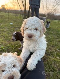 Lagotti Romagnolo di due mesi