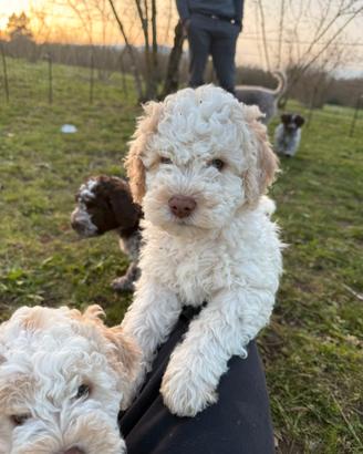 Lagotti Romagnolo di due mesi