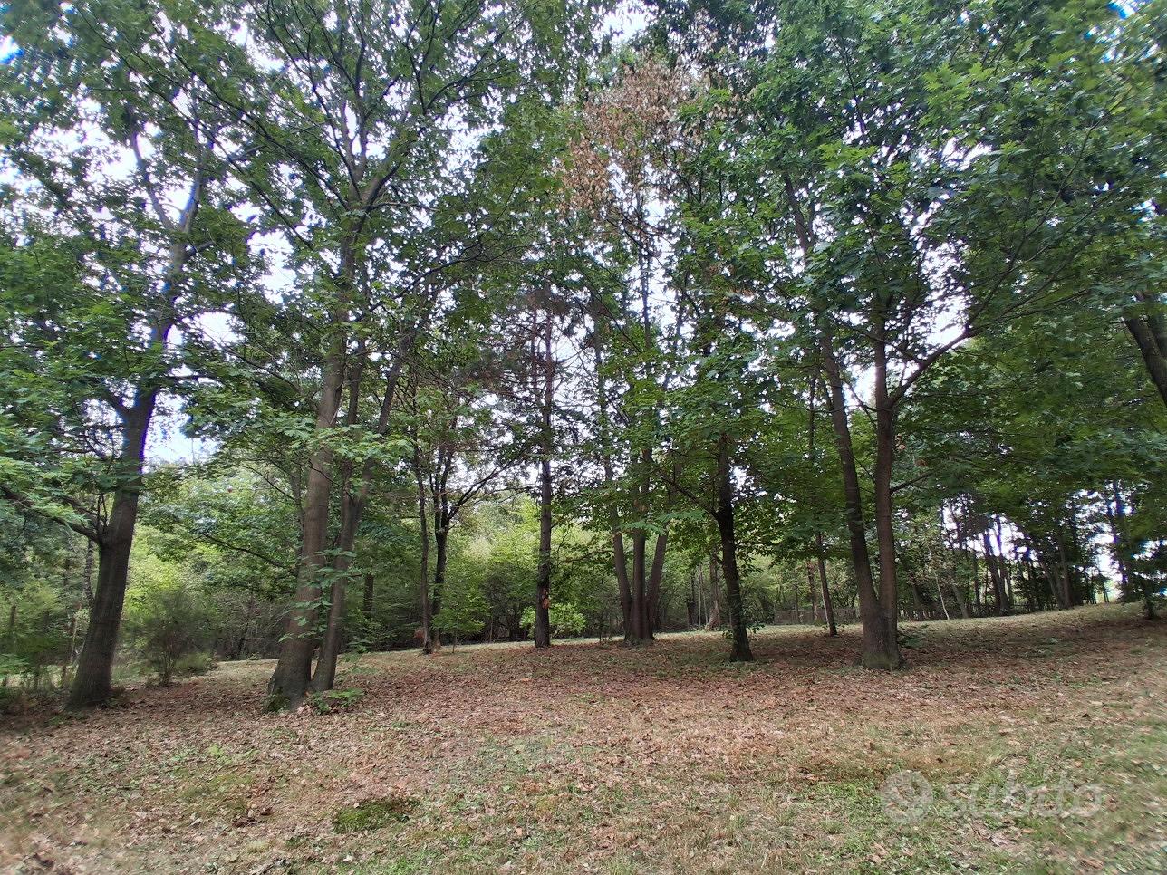 Terreno boschivo 6.500 mq recintato - Vista 3