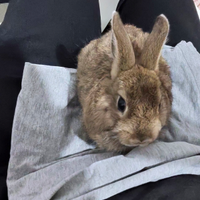 Coniglio nano con tutto l'occorrente