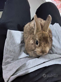 Coniglio nano con tutto l'occorrente