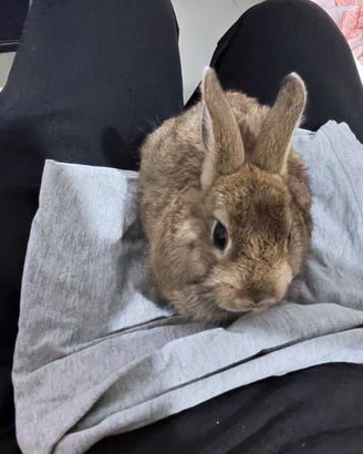 Coniglio nano con tutto l'occorrente
