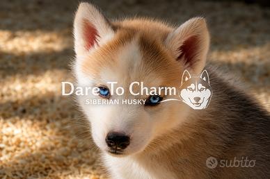 Cuccioli di Siberian Husky