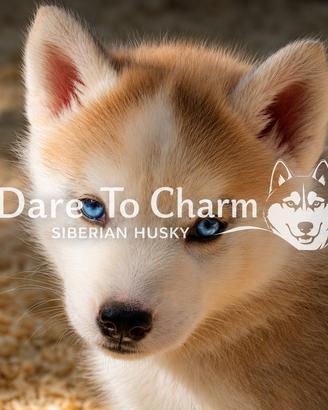 Cuccioli di Siberian Husky