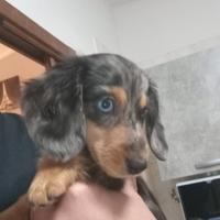 Cucciola di Bassotto arlecchino femmina 3 mesi