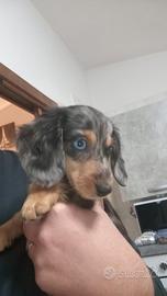 Cucciola di Bassotto arlecchino femmina 3 mesi