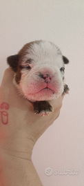 Bulldog inglese ENCI