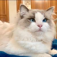 Gatto Ragdoll per accoppiamento