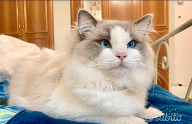 Gatto Ragdoll per accoppiamento