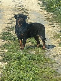 Rottweiler