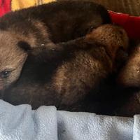 Cuccioli di Cane Lupo Cecoslovacco