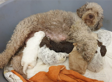 Cuccioli di lagotto romagnolo