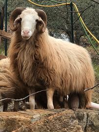 Pecore belmonte mezzagno